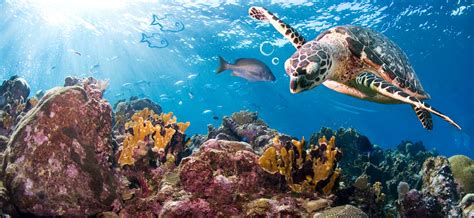 Learn To Love Nature Focus On Oceans Wwf