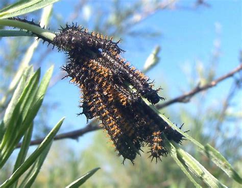 Black Caterpillars With Orange Spines In Clusters In Protected Creek