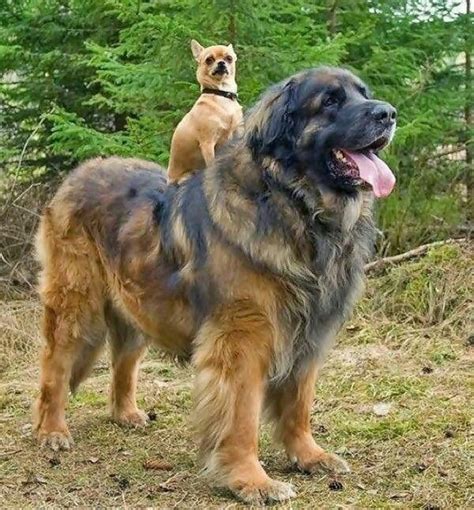 Leonberger And Chihuaha Dogs Pinterest Dog And Cat