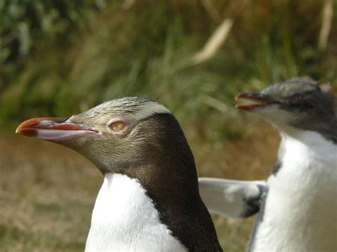 Where you want to be! Penguins (Sphenisciformes) : Elm Wildlife Tours - Otago ...