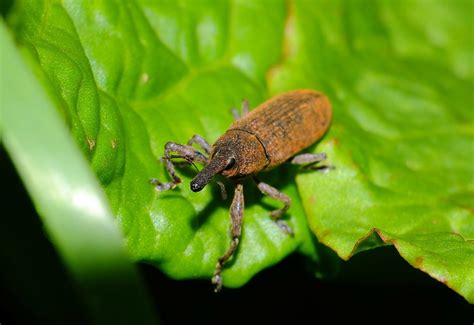 無料画像 自然 写真 葉 花 緑 昆虫 動物相 無脊椎動物 閉じる ナチュラレザ 甲虫 ゾウムシ Ggl1