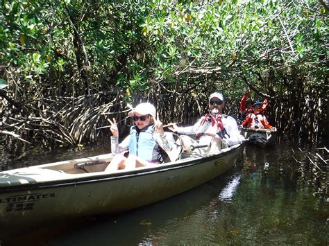 Mangrove Tunnel Kayak Eco Tour Kayak Everglades Florida
