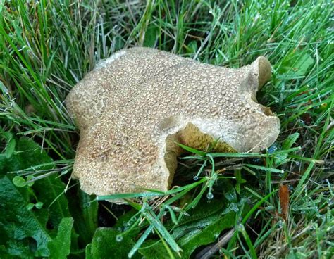 Boulderneigh: Fascinating fungi