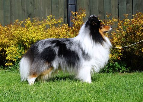 Sable sheltie puppies usually have lighter fur when they're young, which deepens and intensifies as they age. Gorgeous Blue Merle Sheltie | Blue merle sheltie, Shetland ...