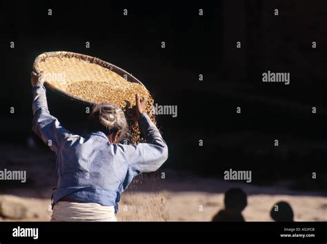 Winnowing Grain Hi Res Stock Photography And Images Alamy