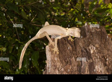 Lined Leaf Tailed Gecko Uroplatus Lineatus Madagascar Stock Photo