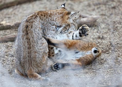 Cats that have been bought up together will still occasionally have a spat. The Azure Gate: Bobcats Playing
