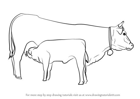 How To Draw Cow And Young Calf Farm Animals Step By Step