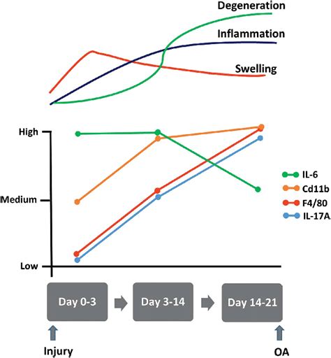 Timeline Of Changes That Occur In Inflammatory Markers Over The 21 Days