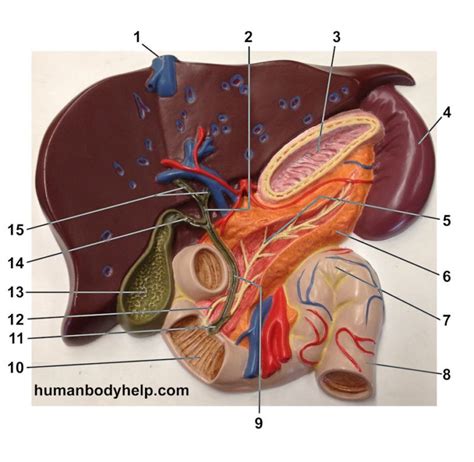 Small Liver Plaque Human Body Help