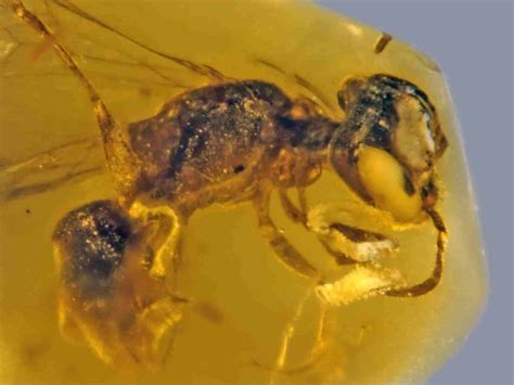 Fossilized Insect From 100 Million Years Ago Is Oldest Record Of