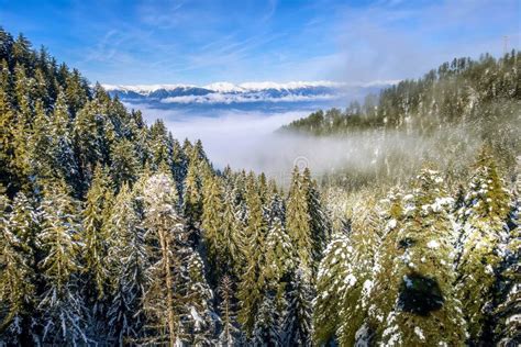 Pine Trees Covered By Snow Aerial View Stock Image Image Of