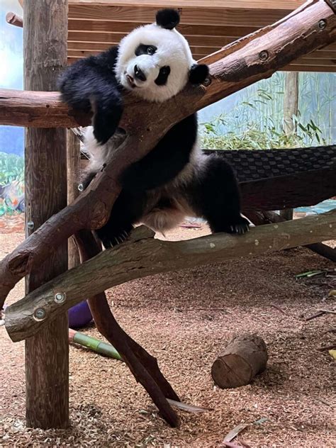 Panda Updates Monday May 8 Zoo Atlanta