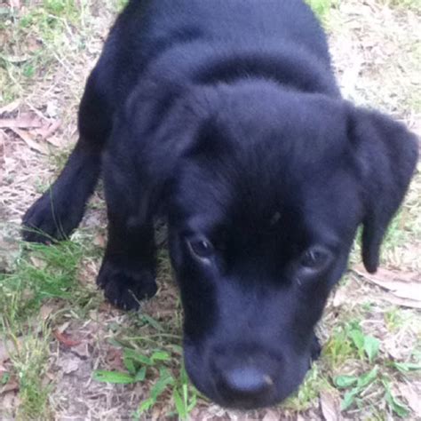 Labrador Retriever And Pit Bull Mix Project Noah