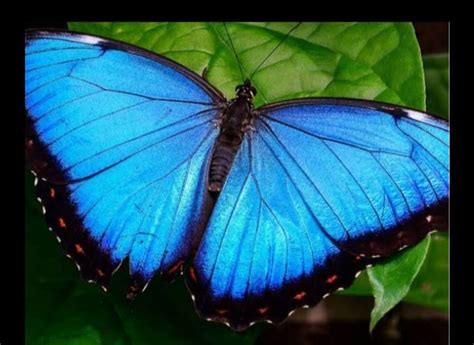 Blue Morpho Butterfly Facts Study Material