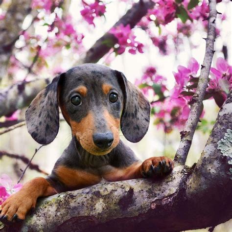 Spring Dachshund Puppies Wallpapers Wallpaper Cave