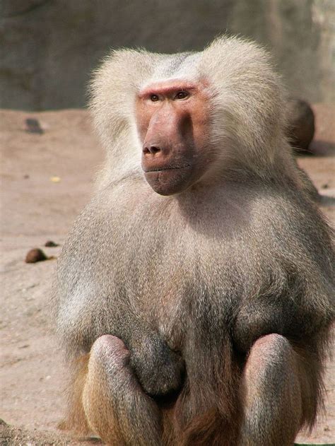 Primates Superiores Más Conocidos Como Antropoides Son Los Monos Del Nuevo Mundo Los Del