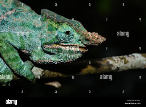 Two Banded Chameleon Furcifer Balteatus Male Ranomafana National