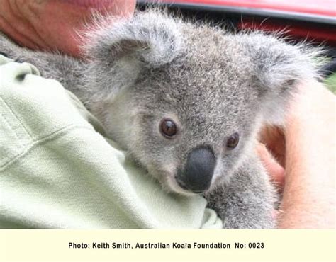 Koala Photo Gallery Australian Koala Foundation