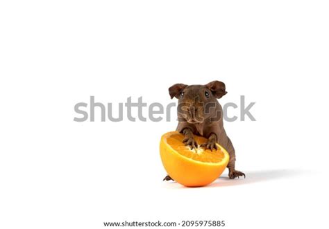 Curious Bald Guinea Pig Posing Half Stock Photo 2095975885 Shutterstock