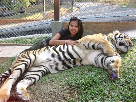 Thailand Tiger Petting Zoo 2 Dont Wake The Tiger Paul C Flickr