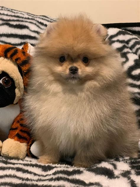Before you search for puppies for sale, consider adopting a puppy! Super Cute Pomeranian Puppies for Sale | Ashford ...