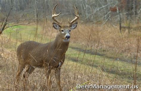 Bucks has campuses in newtown, perkasie. How to Grow Bigger Bucks: Selective Deer Hunting for ...