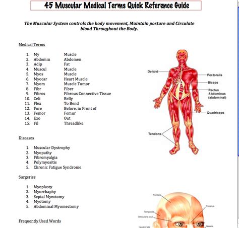 New Muscular System Reference Guide Download Medical Terminology