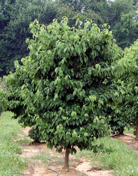 Dark green summer foliage turns a brilliant reddish purple in fall. Flowering Dogwood Tree