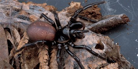 A random hole in the middle of your lawn is. Funnel web spider : School of Biomedical Sciences