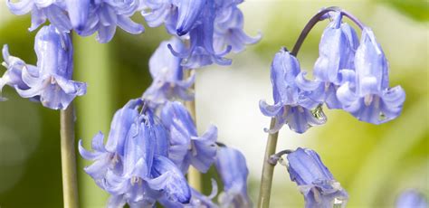 Bluebell Plant Species Profile Scottish Wildlife Trust