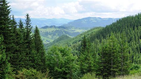 The Facts On European Forest Growth Love Paper