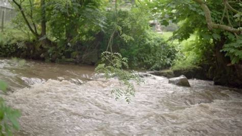 A Dangling Branch Of A Tree Overhanging Stock Video Pond5