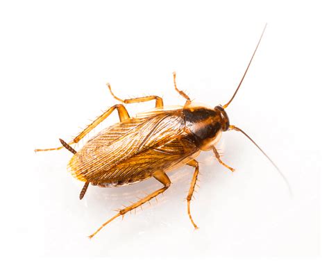 To request a free evaluation, you can simply fill up the form via this link. German Cockroach