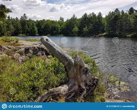 Old Stump In Front Of A Scenic Landscape Surrounding Lake Stock Image
