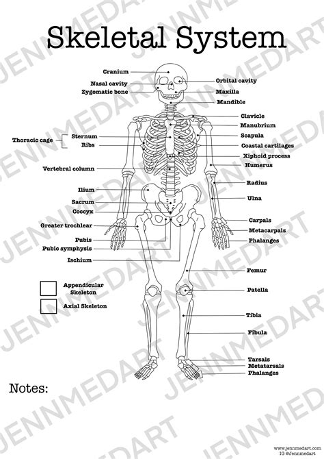 The Skeletal System Answer Key Pdf A Comprehensive Guide