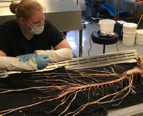 The cell body is located in either the brain or spinal cord and projects directly to a skeletal muscle. neuropathology blog: Remarkable en bloc dissection of ...