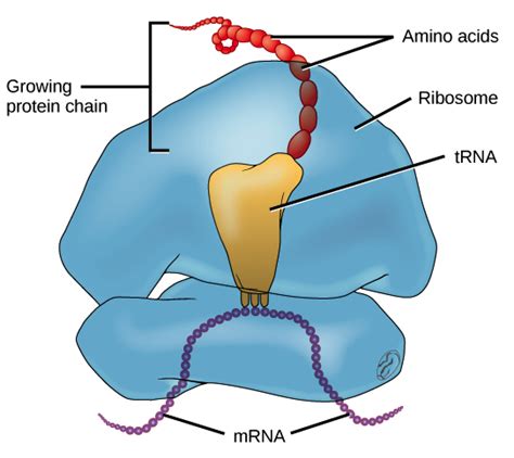 What Are Ribosomes