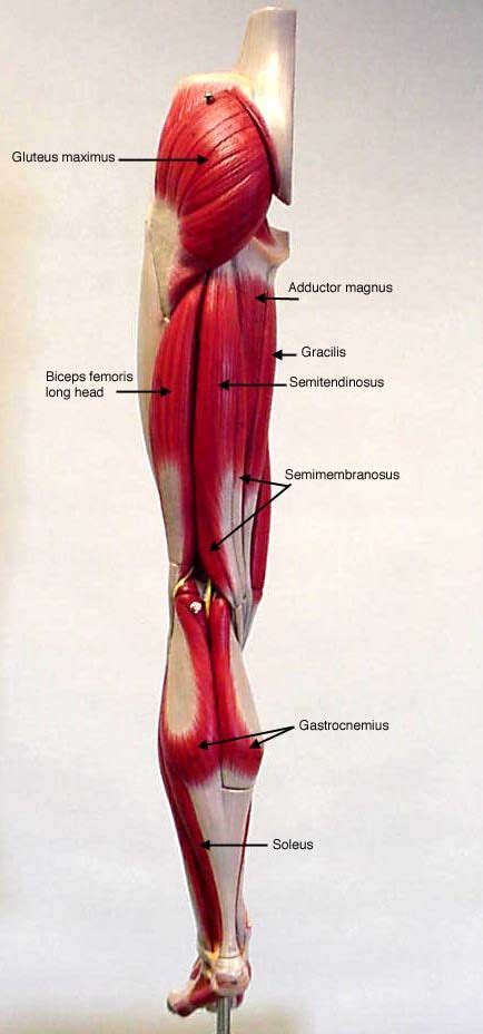 Leg Model Posterior View Labeled Muscles Leg Muscles Anatomy Leg Anatomy Human Body
