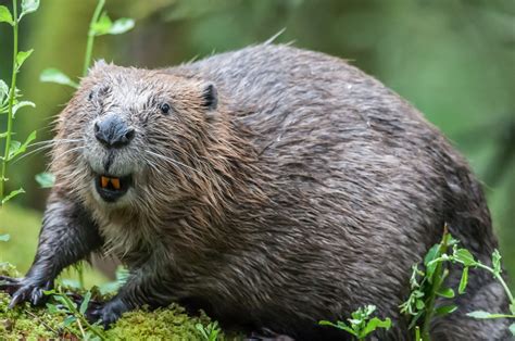 Beavers Back In Sussex For The First Time In 400 Years Country Life
