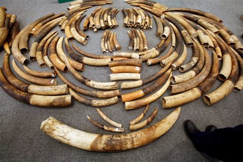 Hong Kong Seizes Largest Ivory Haul In 30 Years