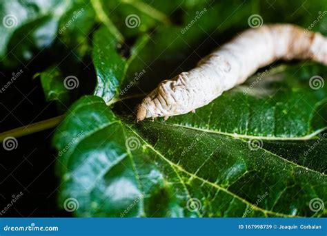A Bombyx Mori Alone Silkworm On Green Mulberry Leaves The Only Tree