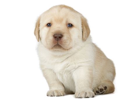 You have approximately 12 weeks to find a well run puppy class. Stages of Puppy Development | Puppies | Articles | DogZone.com