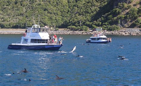 Kaikoura Swim With And Viewing Dolphins Dolphin Encounter Has Been