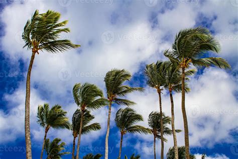 Strong Winds Sway Palm Trees 2116238 Stock Photo At Vecteezy