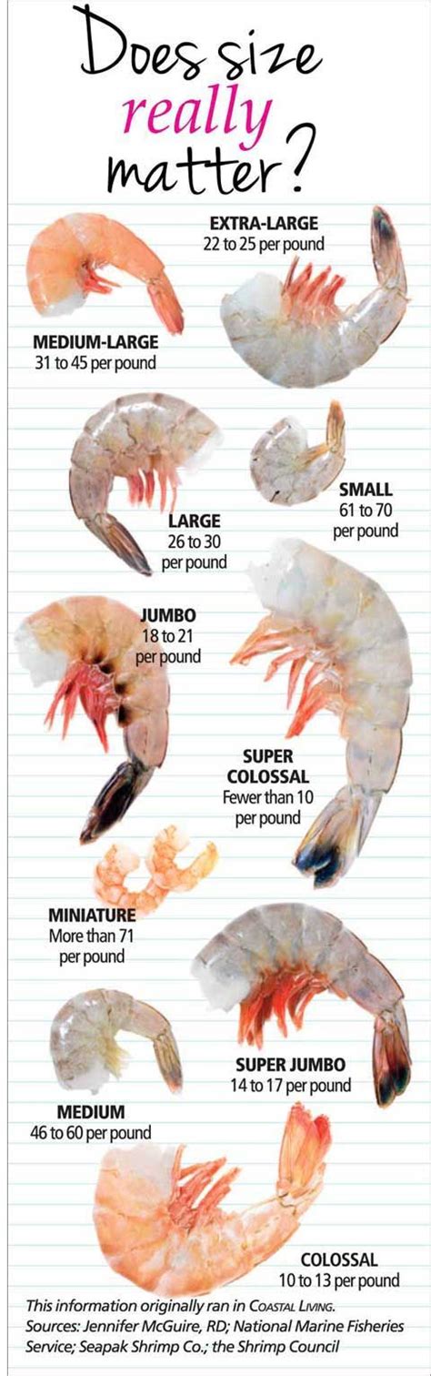 Actual Size Shrimp Size Chart