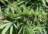 Marijuana Growers In Florida Images