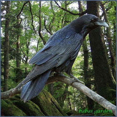 Pin On Crows Ravens Corvidae