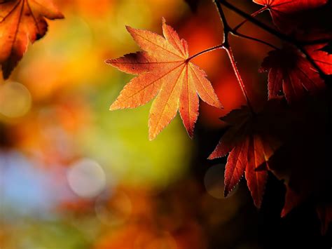 Wallpapers Windows 7 Autumn Wallpapers