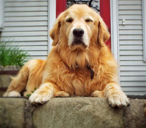 A golden retriever will tire of performing exceptionally monotonous commands without a break or injection of fun. Curious Talks: Do Golden Retrievers Shed? | Official ...